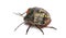 Southern green stink bug, Nezara viridula