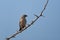 Southern Grey-headed Sparrow