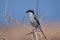 Southern Grey Shrike