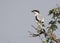 Southern Grey Shrike on Acacia Tree