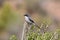 Southern Grey Shrike perched on top of a bush