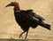 Southern Ground-hornbill