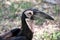 Southern Ground Hornbill