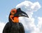 The Southern Ground Hornbill