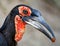 Southern Ground Hornbill