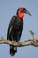 Southern Ground-Hornbill