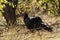 The Southern Ground Hornbill
