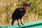 Southern Ground Hornbill