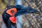 Southern Ground Hornbill