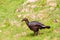 The southern ground hornbill