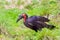 The southern ground hornbill