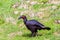 The southern ground hornbill