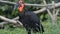 Southern ground hornbill