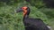 Southern ground hornbill