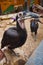 The Southern ground hornbill is a big smart bird with a long beak