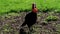 The southern ground hornbill bird