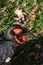 Southern Ground Hornbill Bird - Bucorvus leadbeateri from Sub-Saharan Southern regions of Africa