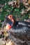 Southern Ground Hornbill Bird - Bucorvus leadbeateri from Sub-Saharan Southern regions of Africa
