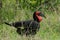 Southern ground hornbill bird eating a scorpio in Kruger Park in South Africa