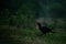 Southern ground hornbill bird in Kruger National Park in South Africa