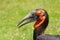 Southern Ground hornbill (Bucorvus leadbeateri)