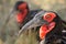 Southern Ground Hornbill (Bucorvus leadbeateri)