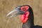 Southern Ground Hornbill (Bucorvus leadbeateri)