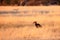 The southern ground hornbill Bucorvus leadbeateri or Bucorvus cafer sitting on the savanna.Big hornbill sits on the ground in