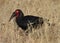 Southern ground hornbill Bucorvus leadbeateri; formerly known as Bucorvus cafer