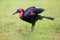 The southern ground hornbill Bucorvus leadbeateri formerly known as Bucorvus cafer on the green meadow
