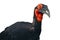 Southern ground hornbill Bucorvus leadbeateri formerly known as Bucorvus cafer , isolated portrait