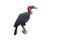 Southern ground-hornbill, Bucorvus leadbeateri, largest hornbill in the world