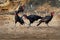 Southern Ground-Hornbill - Bucorvus leadbeateri next to the elephant carrion, formerly Bucorvus cafer, largest hornbill worldwide