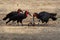 Southern Ground-Hornbill - Bucorvus leadbeateri next to the elephant carrion, formerly Bucorvus cafer, largest hornbill worldwide