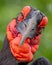 Southern Ground Hornbill facial shot