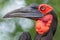 Southern Ground Hornbill facial shot