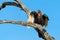 Southern Ground Hornbill flying