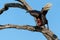 Southern Ground Hornbill flying