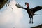 Southern ground hornbill flying away with frog.