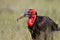 Southern Ground Hornbill with a grasshopper