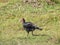 Southern ground hornbill isolated