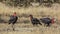 Southern Ground Hornbill in Kruger National park, South Africa