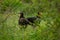 Southern ground hornbill pair in Kruger National Park in South Africa