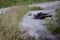 Southern ground hornbill taking a dust bath.