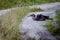 Southern ground hornbill taking a dust bath.