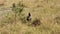 A southern ground hornbill walking around.