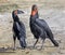 Southern ground hornbills 2