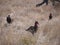 Southern ground hornbills