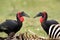 Southern ground hornbills, Masai Mara, Kenya