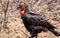 Southern ground kaffir hornbill in Savannah